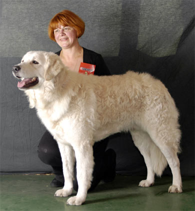 Висота в загривку псів цієї породи становить 71-76 см, а вага - 48-62 кг