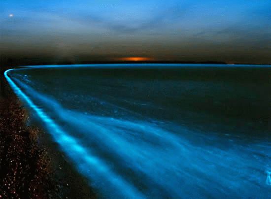 Світіння моря виникає при з'єднанні хімічної речовини - люциферина з киснем