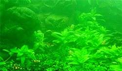 Більшою проблемою для акваріума є цвітіння води, за яке відповідальна одноклітинна водорість Евглена зелена