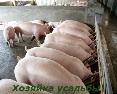 Ті, хто давно займається розведенням свиней, знають, що відгодівля свиней в домашніх умовах можна зробити економічним і нітрохи не втратити в якості м'яса