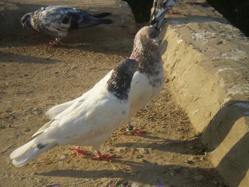 Індо пакистанські бійні голуби природою наділені довгим хвостом, що складається з дванадцяти пір'я