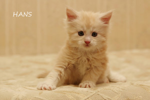 На стадії дорослішання кошеня Мейн-куна до дорослої особини його маса змінюється кілька разів