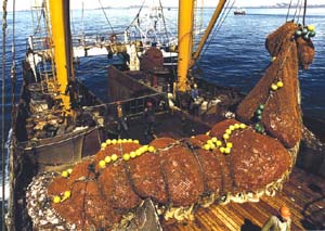 Приморський край, з його досвідом, можливостями і різноманітністю рибних біоресурсів, займає одне з провідних   місць в рибній галузі світу